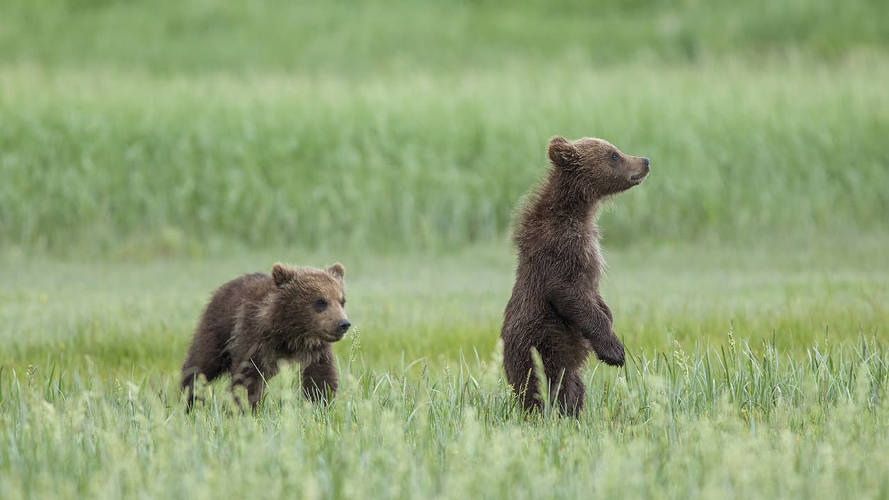 Bears still 8