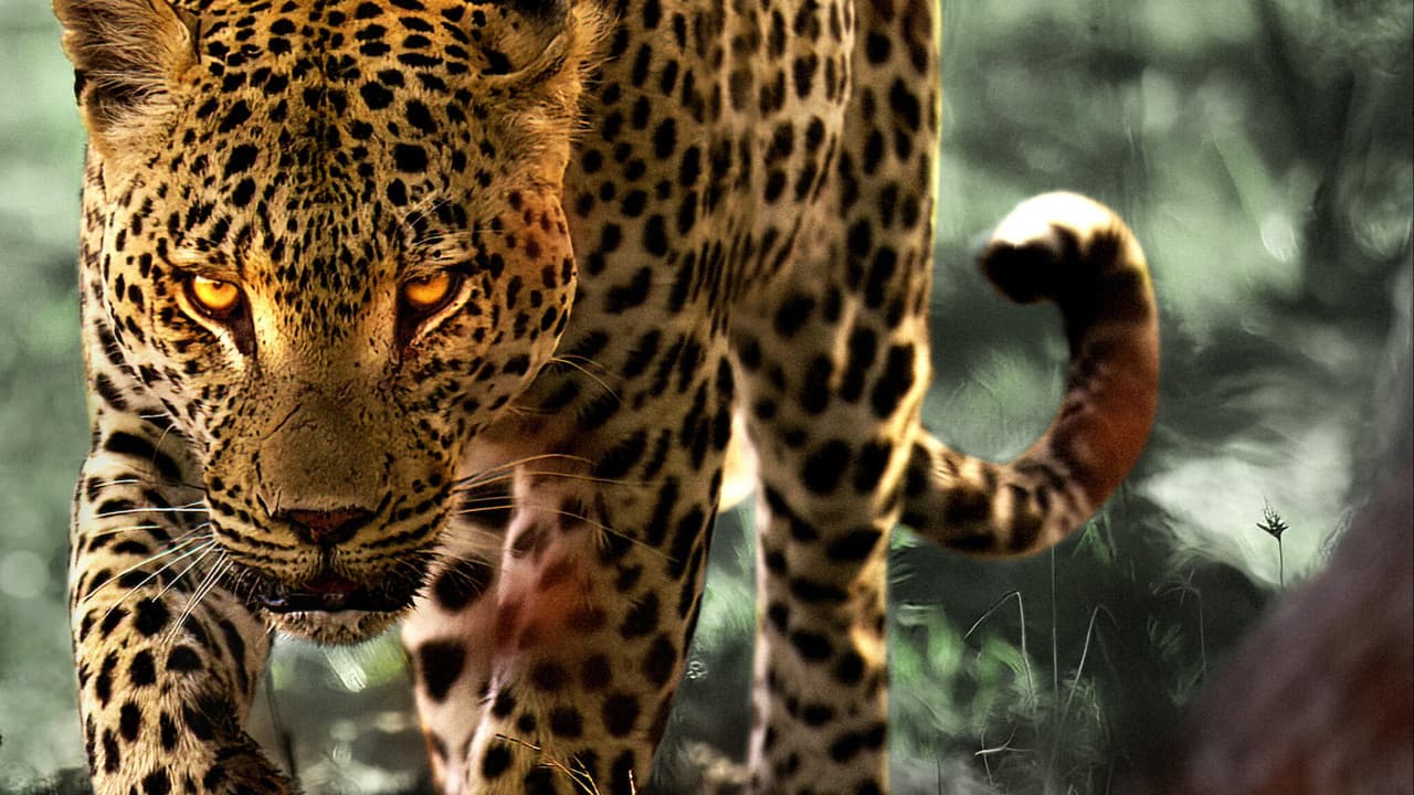 Living with Leopards still 3