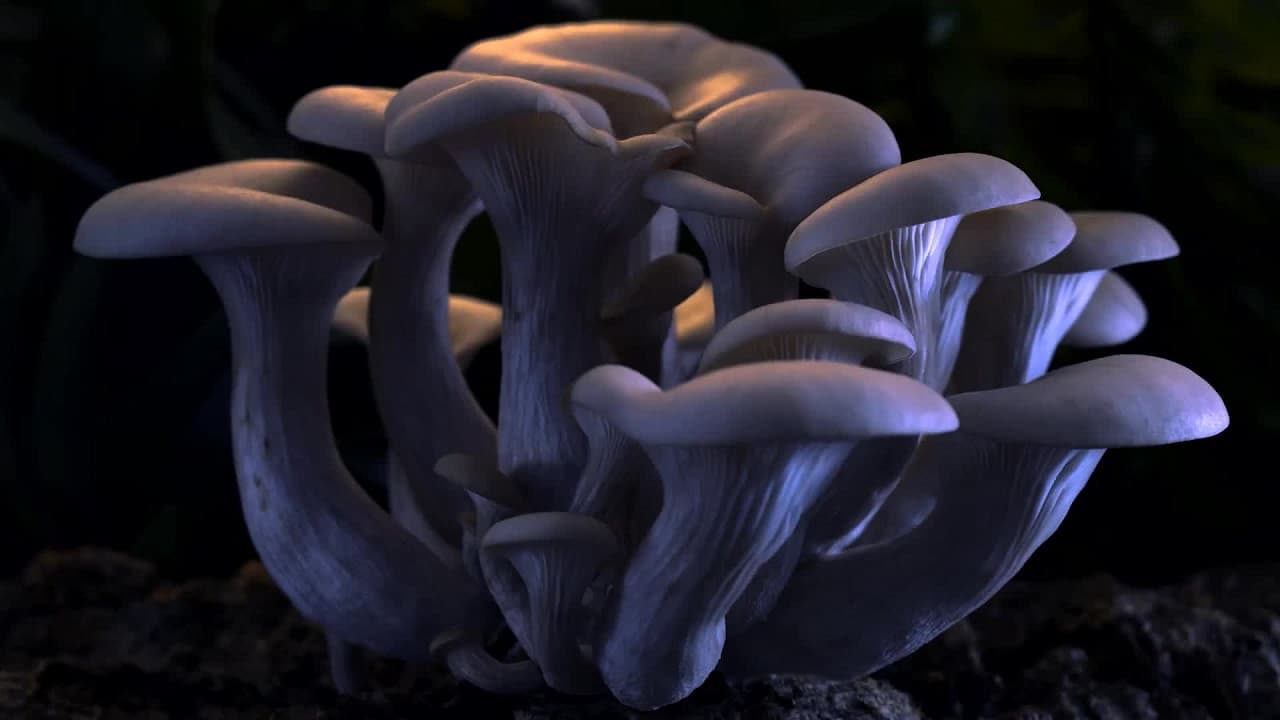 Fantastic Fungi still 5