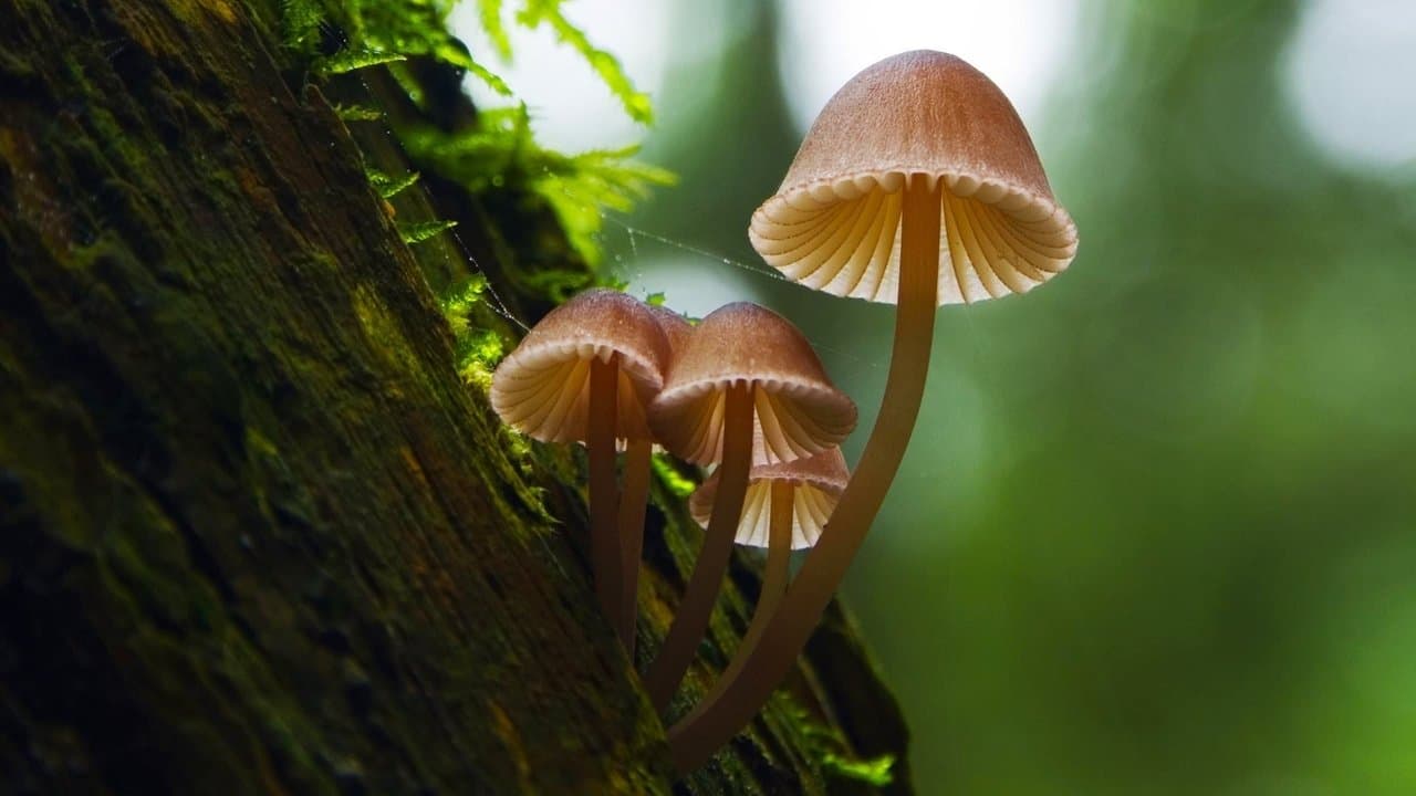 Fantastic Fungi still 1