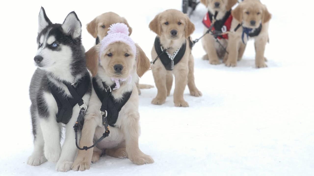 Snow Buddies still 2