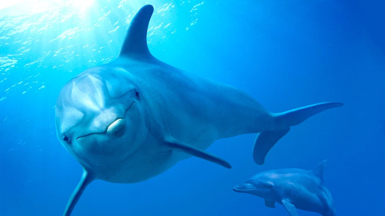 Dolphin Reef still 2