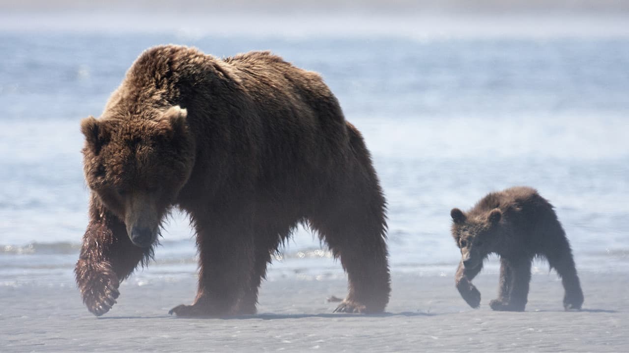 Bears still 5