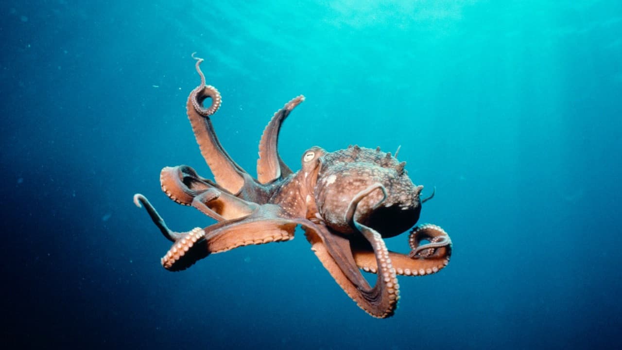 Deep Sea 3D still 3