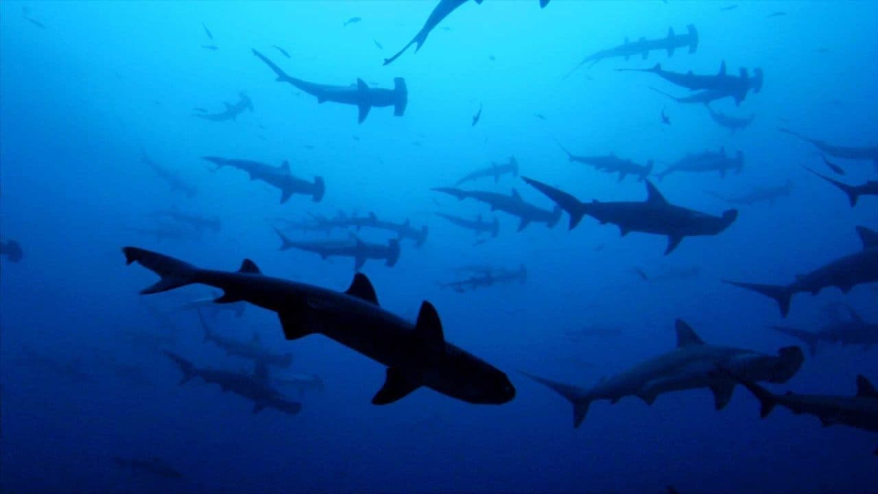 Sharkwater still 1